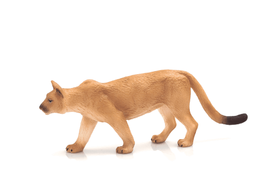 Mojo Puma americká