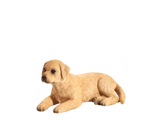 Mojo Labrador štěně