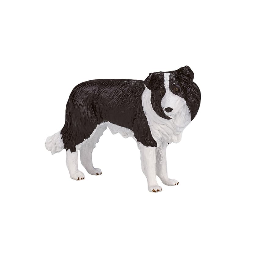 Mojo Border kolie
